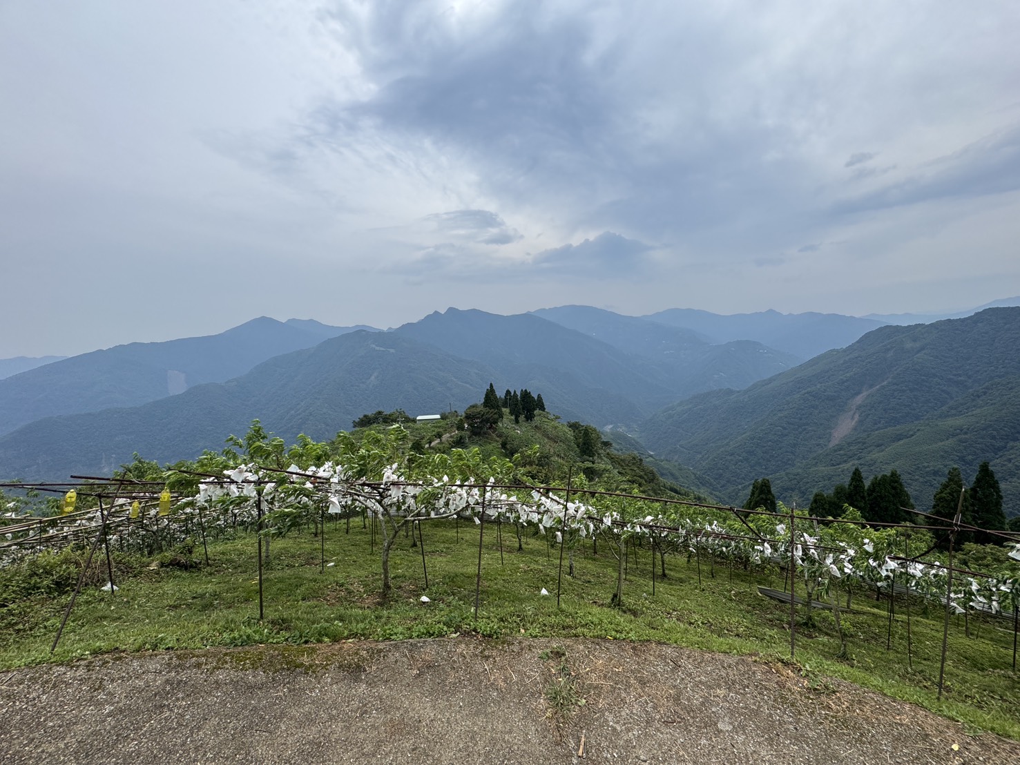拉拉山進入水蜜桃季。（圖伊凡牧師提''供）